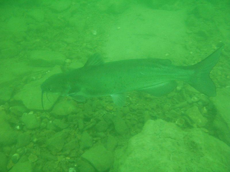 Diving Photos/tablerock/Scuba Table Rock 143